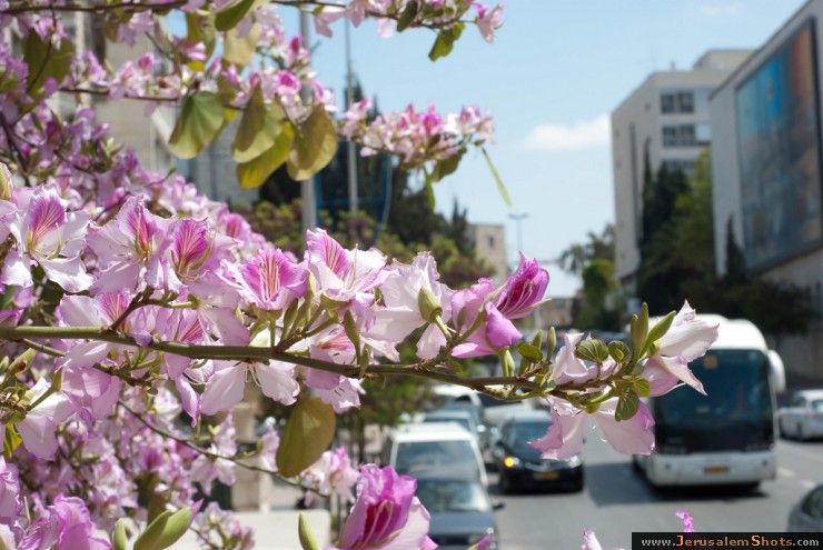 CheshireSmile \ Jerusalem Flowers \ Jerusalem Flowers, Spring