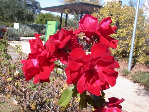Wohl Rose Park