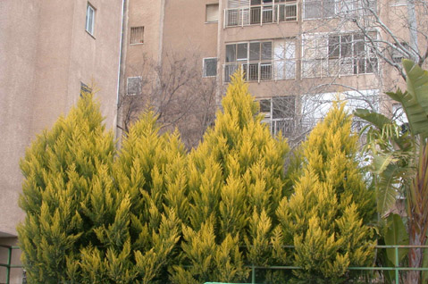 Kiryat Hayovel