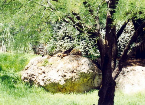 Jerusalem Bible Zoo
